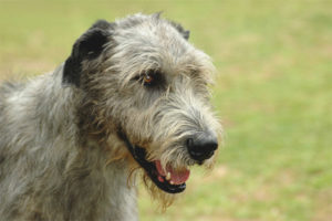 Perro lobo irlandés