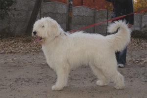 Chien de berger russe du sud