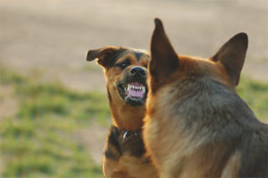 Come svezzare un cane per correre ad altri cani