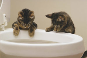 Come capire cosa vuole un gattino in bagno