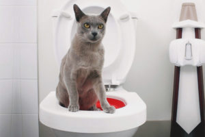 Cómo entrenar a un gato al baño