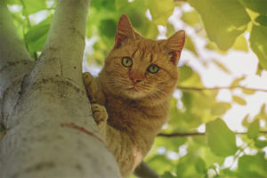 Como quitar un gato de un árbol