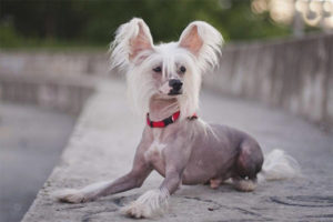 Chien chinois à crête