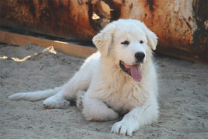 Chien de montagne des Pyrénées