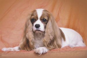 Chien cavalier king charles spaniel