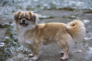 Spaniel tibetano