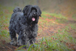 Terrier Tibetano