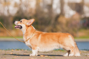 Pembroke Corgi Galés