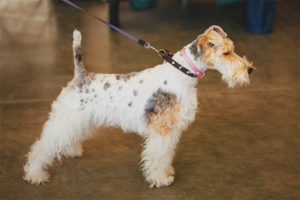 Wire Fox Terrier