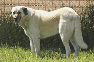 Chien de berger anatolien