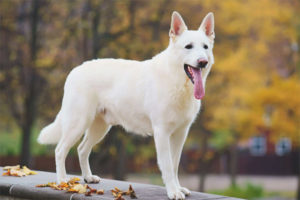 Chien de berger suisse blanc