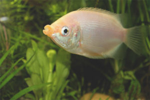 Gourami besándose