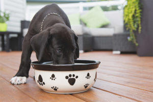 Cómo alimentar a un perro después del parto