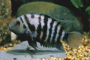 Cichlazoma con banda negra