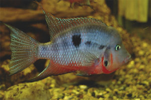 Cichlazoma manso