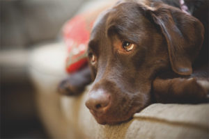 Dépression de chien