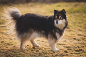 Lapphund finlandese