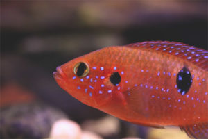 Chromis guapo