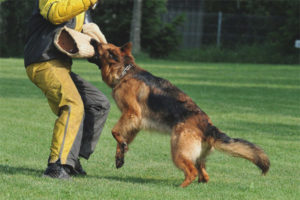 Cómo enseñarle a un perro un equipo rápido