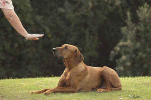 Come insegnare a un cane un comando a mentire!