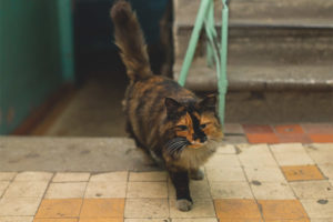 Cómo destetar gatos para cagar en el porche