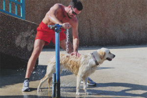 Cómo ayudar a un perro en el calor