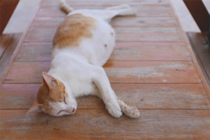 Cómo entender que un gato dará a luz pronto