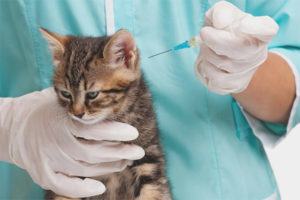 Quelles vaccinations et quand les chats