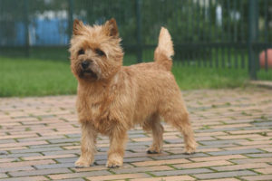 Terrier de mojón