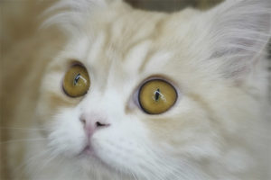 Conjuntivitis en gatos