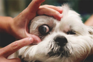 Conjuntivitis en perros