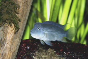 Cichlid cabeza de león