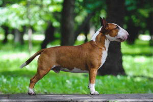 Bull terrier miniatura