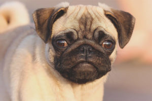 Perro pug