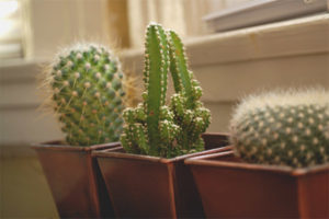 È possibile tenere i cactus a casa