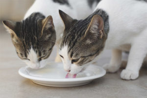 ¿Se les puede dar leche a los gatos?