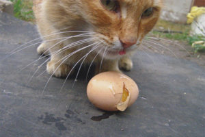 Les chats peuvent-ils recevoir des œufs crus?