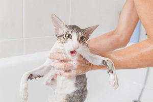 Est-il possible de laver un chat avec un shampooing ordinaire?