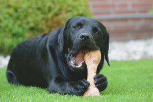 Ai cani possono essere date le ossa?