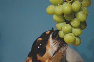 ¿Se les puede dar uvas a los perros?