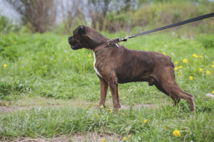 Boxeur allemand