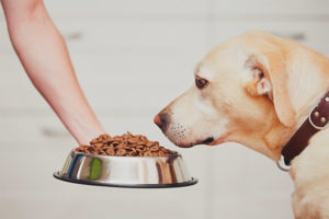 ¿Por qué el perro no come comida seca?