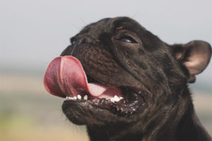 ¿Por qué el perro saca la lengua?