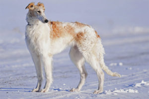 Lévrier canin russe