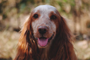 Spaniel de caza ruso