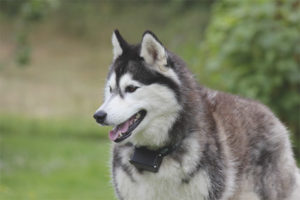 Husky Siberiano