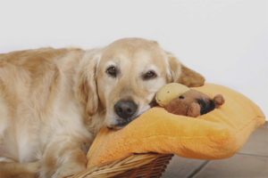 ¿Cuánto dura el embarazo de un perro?