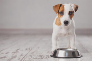 Combien de fois par jour avez-vous besoin de nourrir un chiot