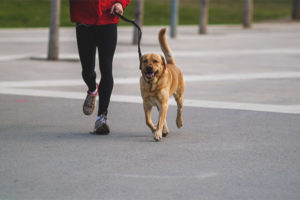 Combien de fois par jour promener un chien