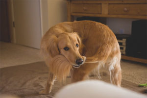 Chien court après la queue